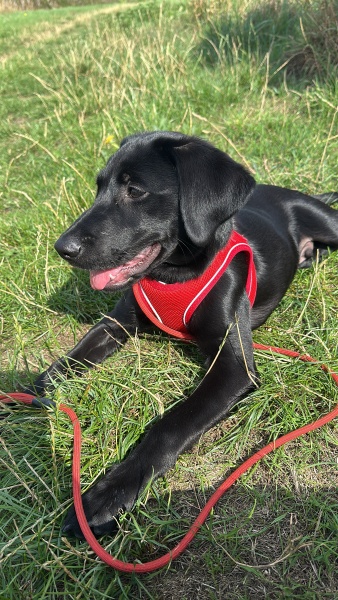 Adolescent Dog Survival Thread - welcome to the teenage wasteland