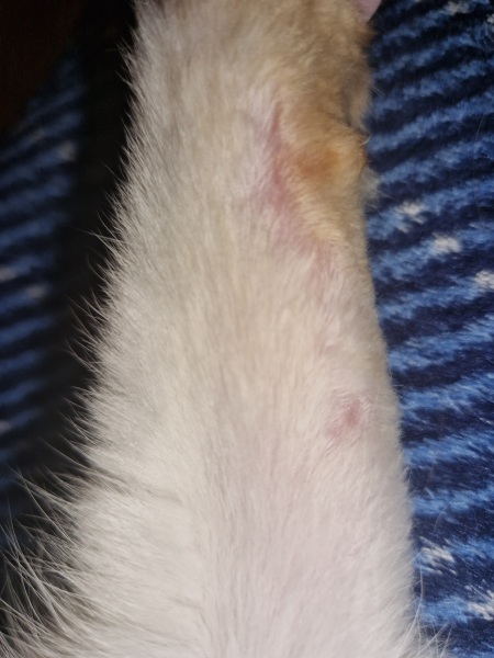 Injury healing