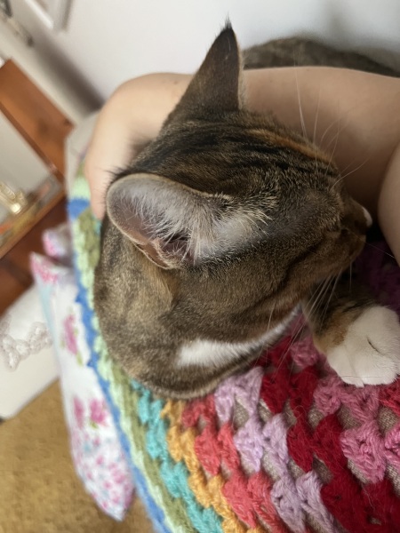 The One after the One where the Excellent Cats posed for a calendar