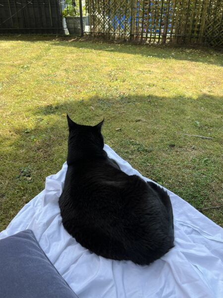 Why was your pet an arsehole today?