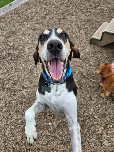 New name for rescue dog