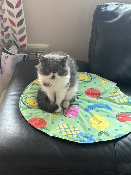 Pampered, Persian, Princess Penelope