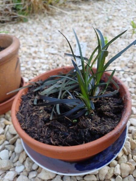 Anyone else planting a jungle/tropical garden?
