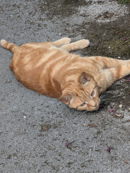 The One after the One where the Excellent Cats posed for a calendar