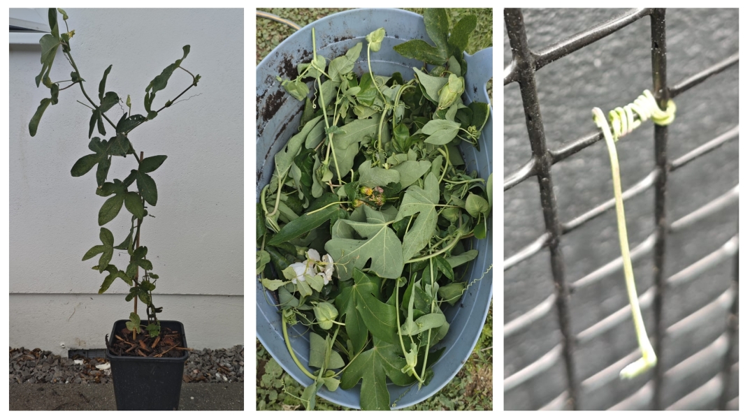Passion Flowers Do Not Like My Garden