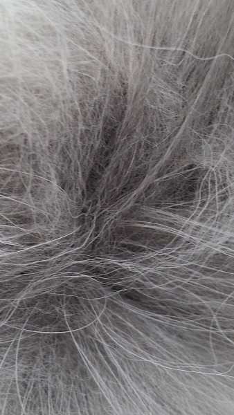 Adolescent Dog Survival Thread - for teenage dirtbags