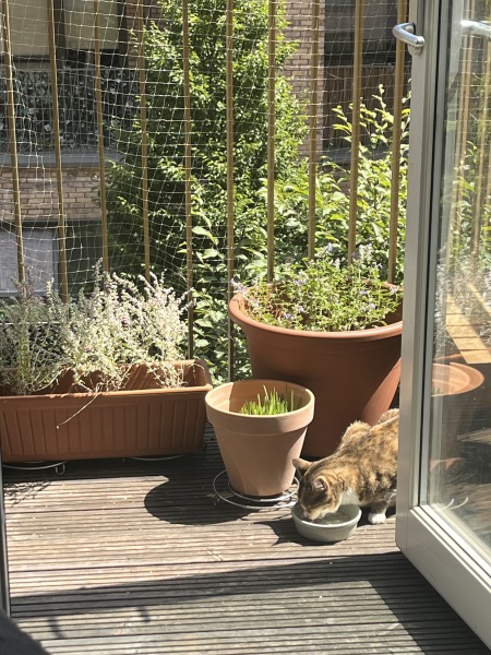 The One after the One where the Excellent Cats posed for a calendar