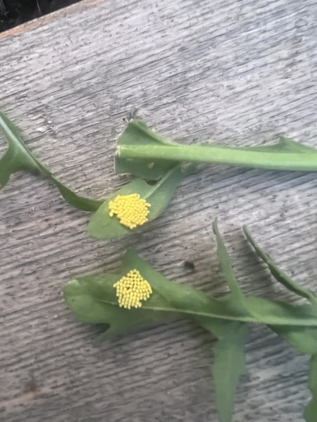 What are these eggs on my rocket?