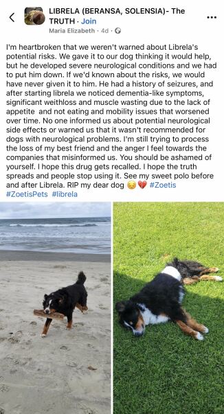 Dog collapsing