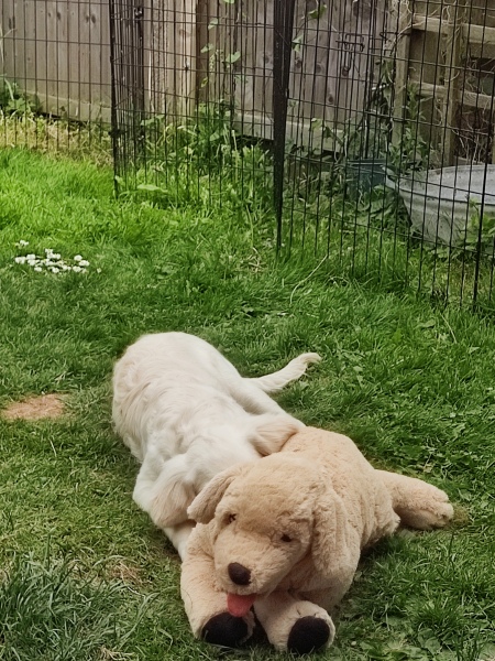 Adolescent Dog Survival Thread - welcome to the teenage wasteland