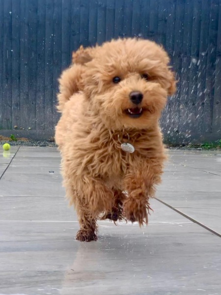 Poodle or doodle? (Lighthearted game)