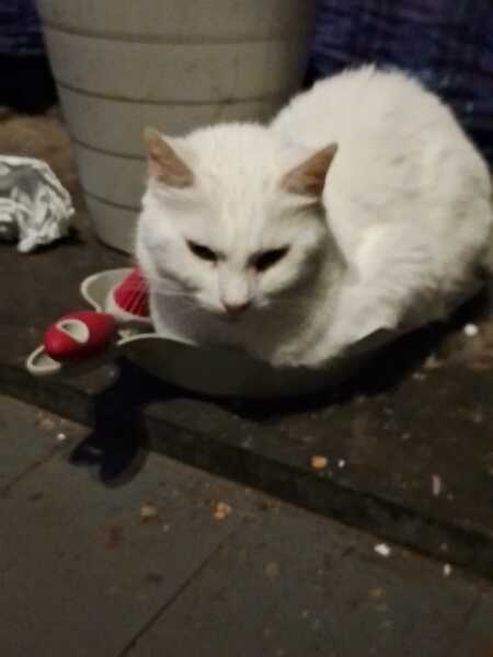 The One after the One where the Excellent Cats posed for a calendar