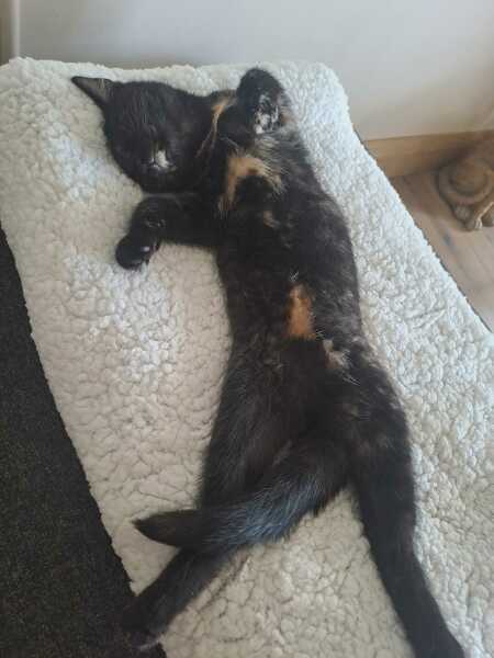 Sneezy Kitten