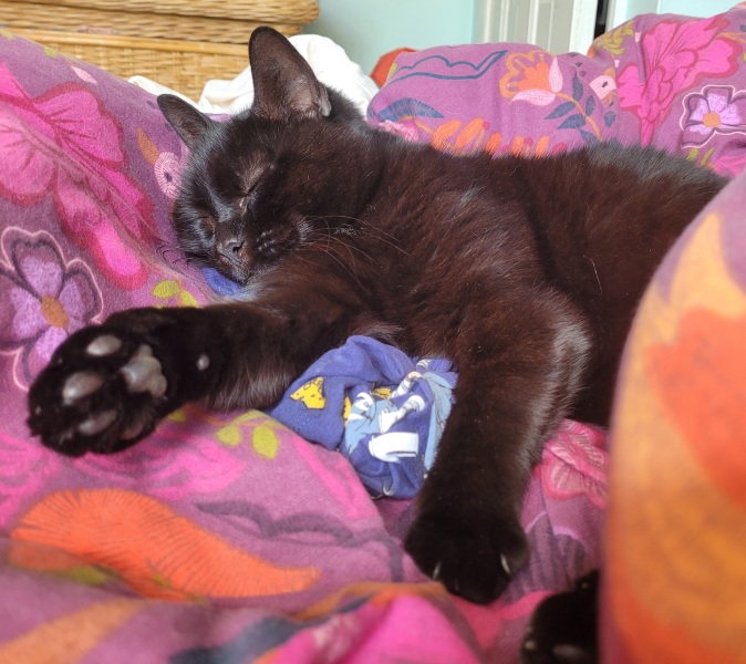 Stray cat help