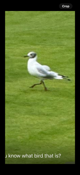 Anyone know what bird this is?
