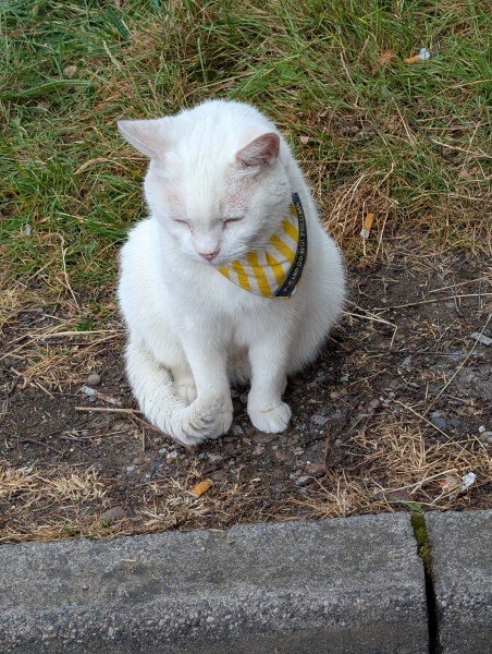 The One after the One where the Excellent Cats posed for a calendar