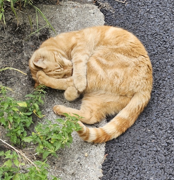 The One after the One where the Excellent Cats posed for a calendar