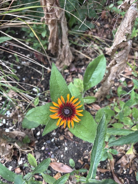 What is this beauty?