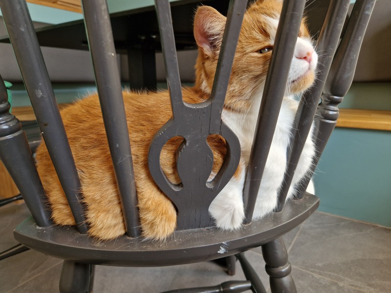 The One after the One where the Excellent Cats posed for a calendar