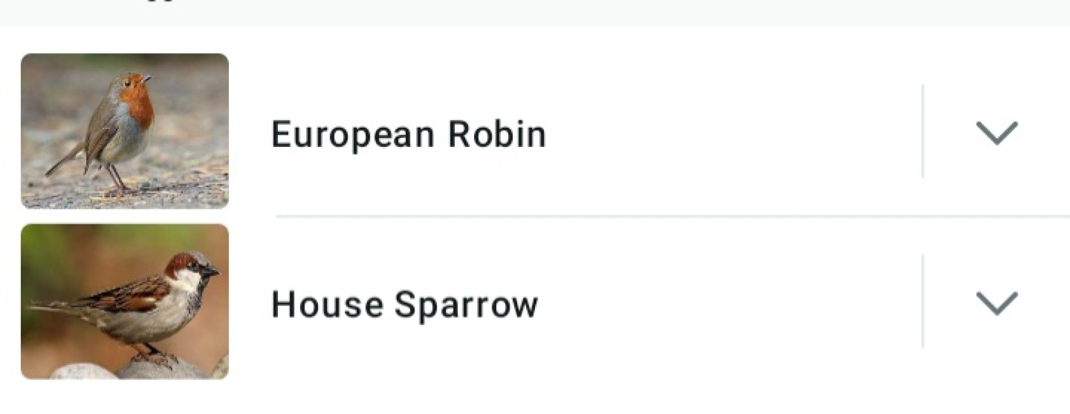 Merlin App Appreciation plus General Birding Chat