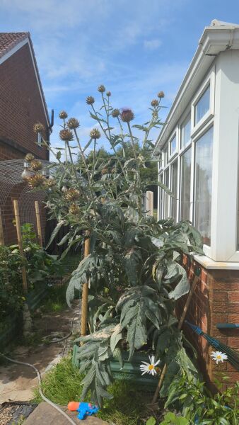 What have you done in the garden today? Part 7