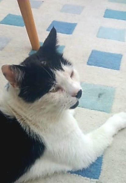 The One after the One where the Excellent Cats posed for a calendar