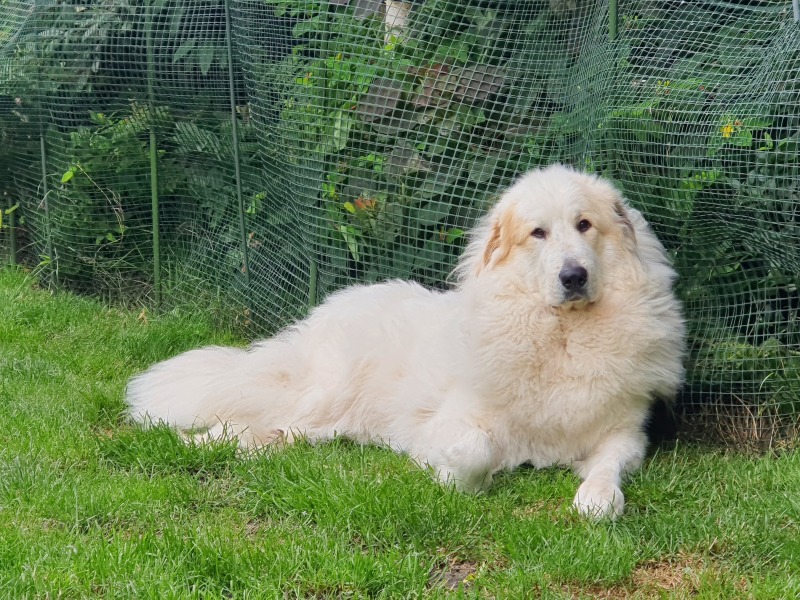 Adolescent Dog Survival Thread - welcome to the teenage wasteland