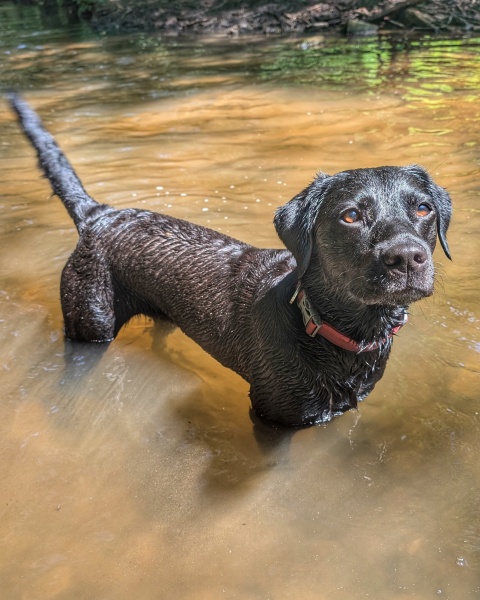 Adolescent Dog Survival Thread - welcome to the teenage wasteland