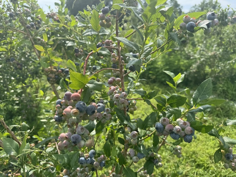 Come and tell us your dull and unexciting news 34: Calmly through the day