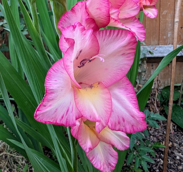 What have you done in the garden today? Part 7