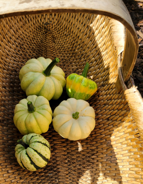 The Vegetable Patch 2024/2025
