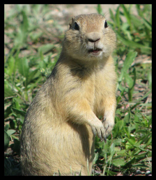 The Bluestocking - holding the line and losing the thread