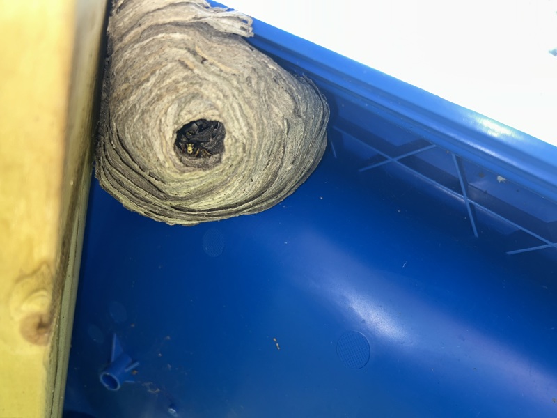 Small wasps nest under kids slide