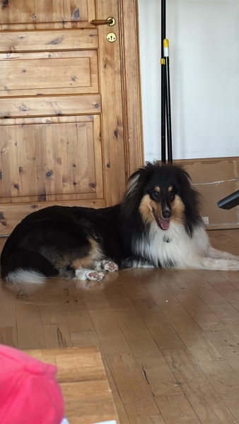 Any Rough Collie owners here?