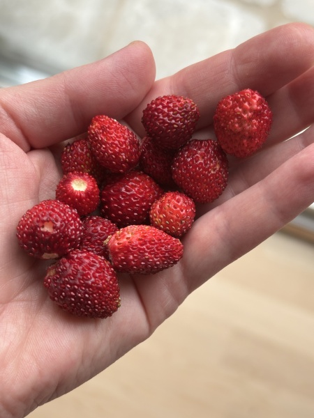 What we ate today in a calorie deficit - whole food  edition (and how do we feel?)