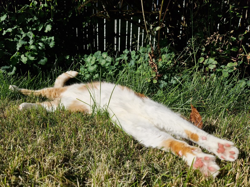 The One after the One where the Excellent Cats posed for a calendar