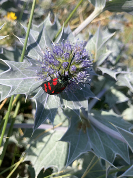 Weeds Have Rights Too !