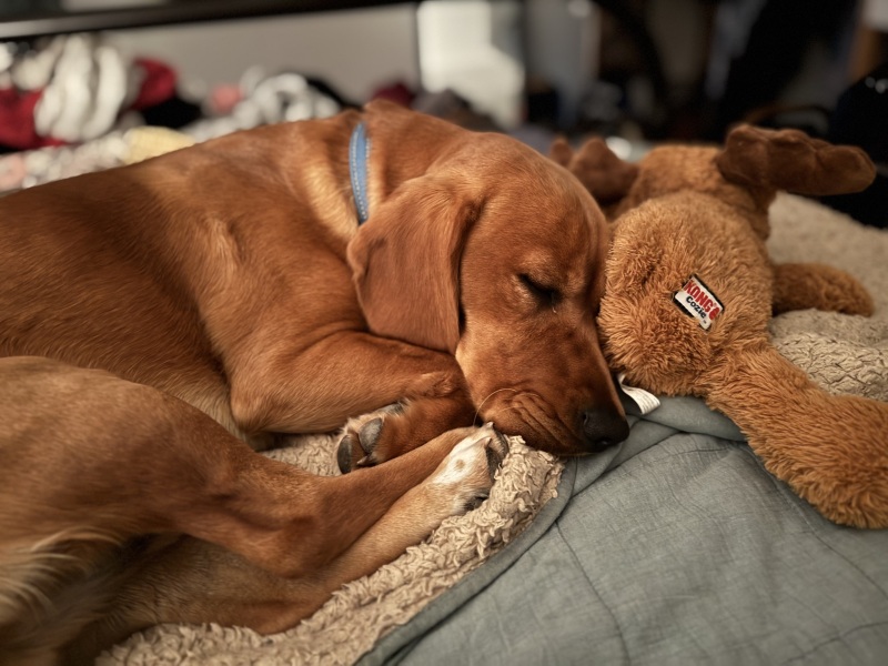 Adolescent Dog Survival Thread - welcome to the teenage wasteland