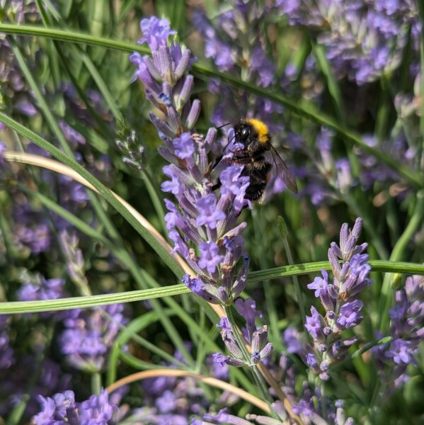 What’s happening to my lavender?