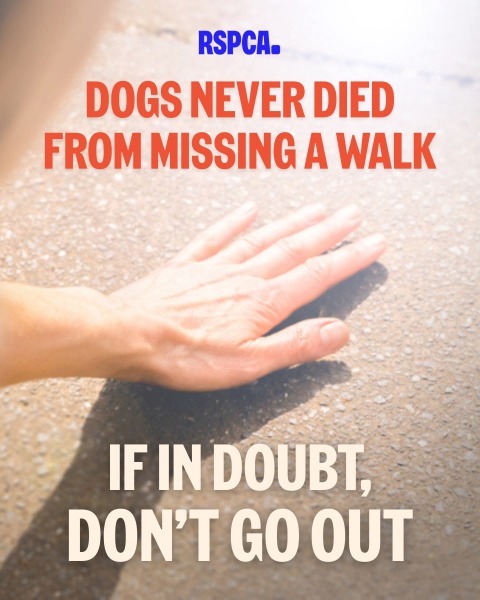 To feel guilty about not walking my dog?