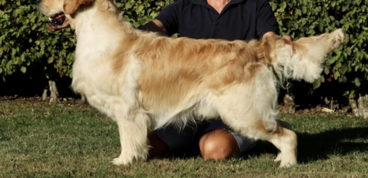 Adolescent Dog Survival Thread - welcome to the teenage wasteland