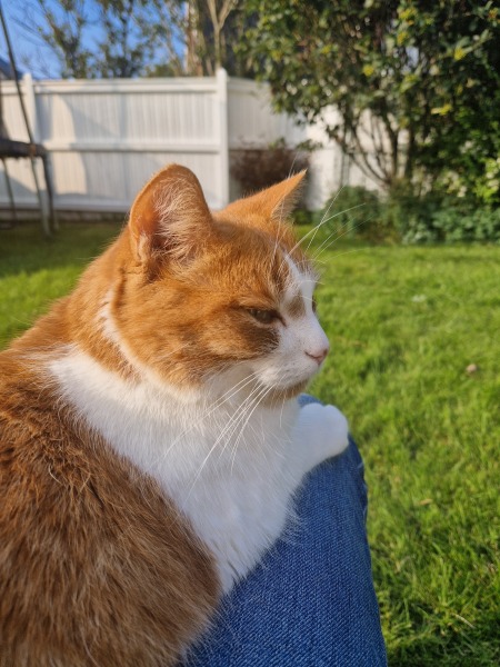 The One after the One where the Excellent Cats posed for a calendar