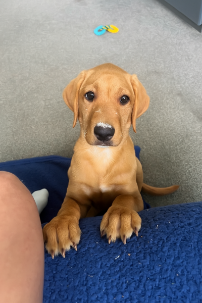 After dogs - anyone ever said no more dogs and stuck to it with no regrets?