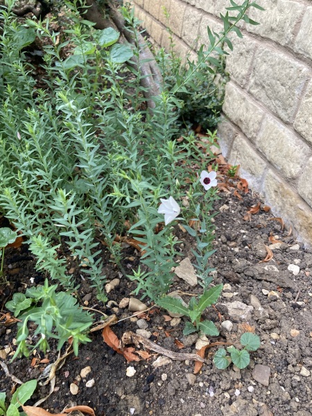 Can you identify this weed