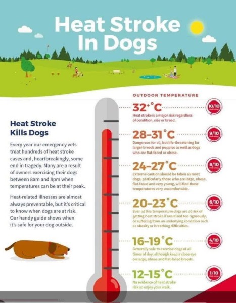 Dog walker can’t walk dog if it’s above 23 Degrees