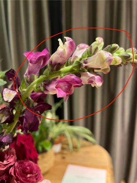 Plant ID