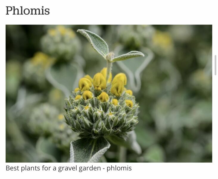 Totally clueless serial plant killer trying to plan a front garden