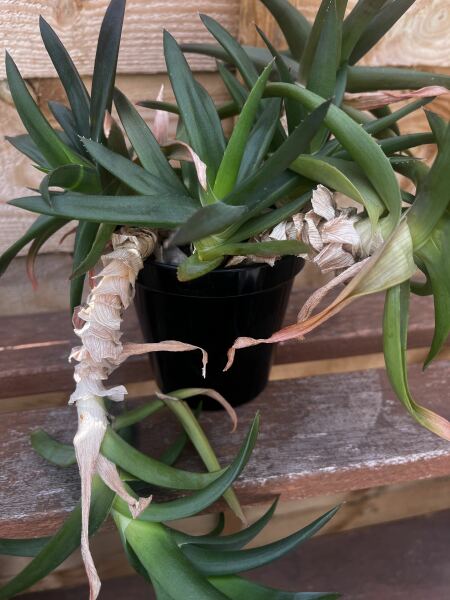 Is this aloe beyond rescue?