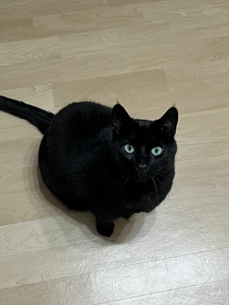 Cat refusing wet cat food