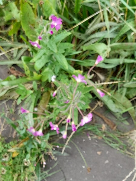 Weeds Have Rights Too !